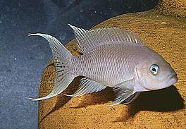 Neolamprologus gracilis